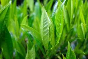 arbusto con hojas verdes en gotas después de la lluvia, sobre un fondo borroso de vegetación. de cerca. foto