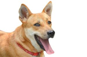 perro marrón sonriente con trazado de recorte foto