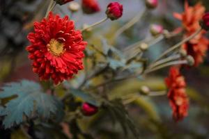 fotos de flores rojas brillantes al lado de la carretera durante el día