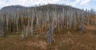Yellowstone National Park dead trees inside geysers. photo