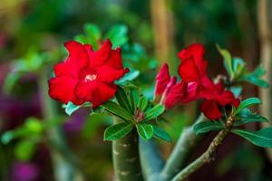 adenium obesum floreciendo en el jardín foto