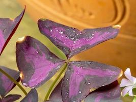 Purple shamrock, Love plant, Oxalis triangularis A. St.-Hil., OXALIDACEAE photo