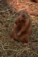 Black Tail Prairie Dog Holding a Piece of Hay photo