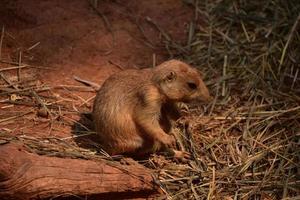 Baby Black Tail Prairie Dog Looking Really Cute photo