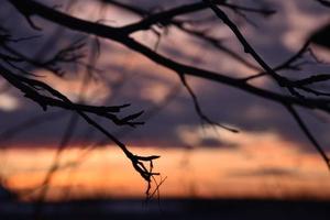 Dark branches of mountain ash on the background of a red-blue sunset. Black branches on the background of a beautiful sunset. photo