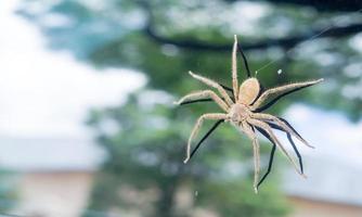 Single giant gray spider creating web on car glass window parking under a tree after falling from the tree near city road, Close up with selective focus photo