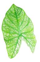 Close up and top view of fresh green caladium leaf with pattern photo