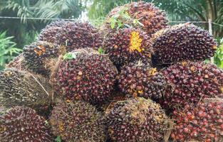 Ripe oil palm fruits in stack on pickup truck after harvest in plantation. Close up of ripe red oil plam fruits in bunches for background photo