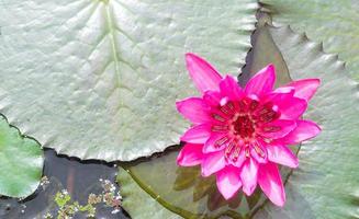 Single beautiful pink water lily or lotus with green leaves taken in water public park in Thailand, Buddha flower photo