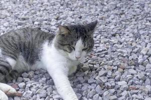 un adorable gato gris triste que se siente enfermo o indispuesto acostado acurrucado sobre fondo de piedra de construcción gris foto