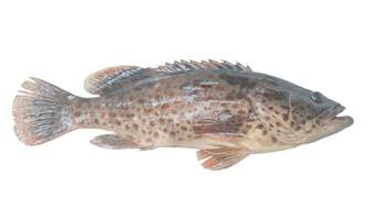 Fresh red spot grouper isolated on white background with clipping path photo