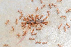 Big red ants team struggling to draw dead prey or bait back to their nest for food storage. photo