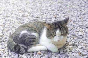 un adorable gato gris triste que se siente enfermo o indispuesto acostado acurrucado sobre fondo de piedra de construcción gris foto