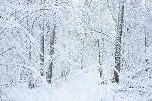 ramas de árboles dobladas bajo el peso de la nieve. foto