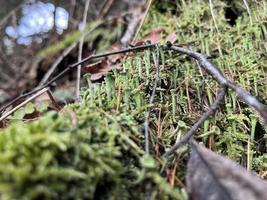 into the woods photo