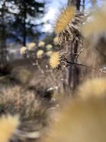 into the woods photo