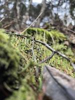 into the woods photo