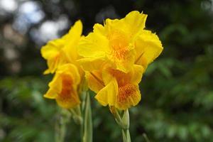 Orange canna flowers. Flowering in a bouquet at the top of the stem. and has some soft petals Flower size and color vary by species. soft and selective focus. photo