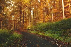 camino de la naturaleza de otoño foto