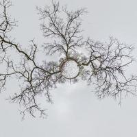 transformación de planeta diminuto de invierno de panorama esférico 360 grados. vista aérea abstracta esférica en un bosque de robles con ramas torpes. con nieve. curvatura del espacio. foto