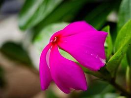 catharanthus roseus, comúnmente conocido como ojo brillante, bígaro del cabo, planta grave, bígaro de madagascar, solterona, bígaro rosa, bígaro rosa, como planta medicinal ornamental