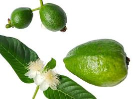 Guava is a common tropical fruit cultivated in many tropical and subtropical areas, Common guava Psidium guava, guava lemon, guava apple photo