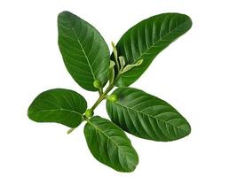 Guava is a common tropical fruit cultivated in many tropical and subtropical areas, Common guava Psidium guava, guava lemon, guava apple photo