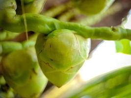 la palma cocos nucifera es miembro de la familia de las palmeras arecaceae y la única especie viva del género cocos. foto