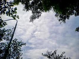 Look up through the shady green trees to the blue sky. suitable backgrounds photo