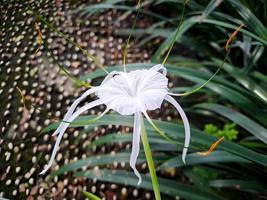 Hymenocallis littoralis or beach spider lily is a species of plant in the genus Hymenocallis, native to the warmer coastal regions of Latin America and widely cultivated. photo