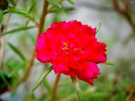 La rosa verdolaga o portulaca grandiflora rose moss es una planta ornamental perteneciente a la familia de las portulacaceae originaria de América del Sur. la planta también se llama la flor de las nueve en punto foto