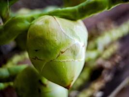 la palma cocos nucifera es miembro de la familia de las palmeras arecaceae y la única especie viva del género cocos. foto