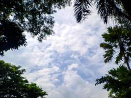 Look up through the shady green trees to the blue sky. suitable backgrounds photo