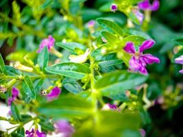 Mirabilis jalapa, the Peruvian miracle or four o'clock flower, is a species of Mirabilis houseplant and comes in a variety of colors. Mirabilis in Latin means beautiful and Jalapa Xalapa. photo