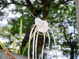 Hymenocallis littoralis or beach spider lily is a species of plant in the genus Hymenocallis, native to the warmer coastal regions of Latin America and widely cultivated. photo