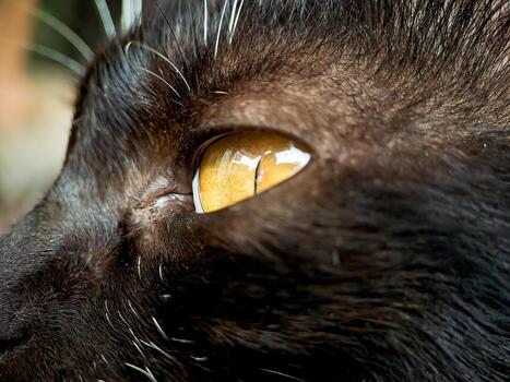 macro of a black and white cat relaxing on the terrace of the house, the texture of the cat's fur is soft and beautiful. photo