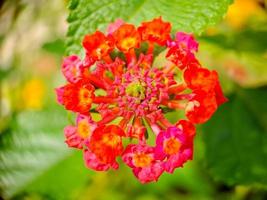 Lantana camara is a species of flowering plant in the verbena family Verbenaceae, native to tropical America. photo