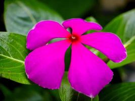Catharanthus roseus, commonly known as bright eye, Cape periwinkle, grave plant, Madagascar periwinkle, old maid, pink periwinkle, rose periwinkle, as an ornamental medicinal plant photo