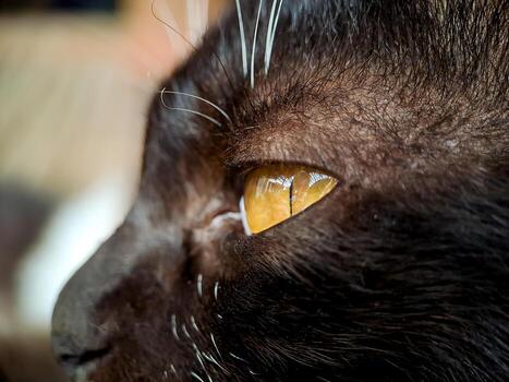 macro of a black and white cat relaxing on the terrace of the house, the texture of the cat's fur is soft and beautiful. photo