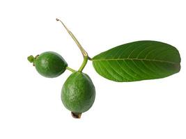 Guava is a common tropical fruit cultivated in many tropical and subtropical areas, Common guava Psidium guava, guava lemon, guava apple photo