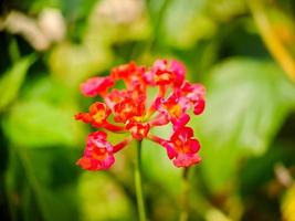 Lantana camara is a species of flowering plant in the verbena family Verbenaceae, native to tropical America. photo