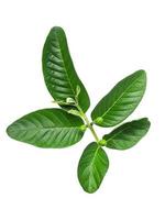 Guava is a common tropical fruit cultivated in many tropical and subtropical areas, Common guava Psidium guava, guava lemon, guava apple photo