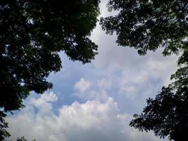 Look up through the shady green trees to the blue sky. suitable backgrounds photo