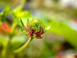 Lantana camara is a species of flowering plant in the verbena family Verbenaceae, native to tropical America. photo