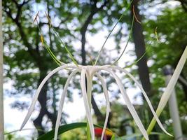 Hymenocallis littoralis or beach spider lily is a species of plant in the genus Hymenocallis, native to the warmer coastal regions of Latin America and widely cultivated. photo