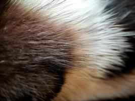 macro of a black and white cat relaxing on the terrace of the house, the texture of the cat's fur is soft and beautiful. photo