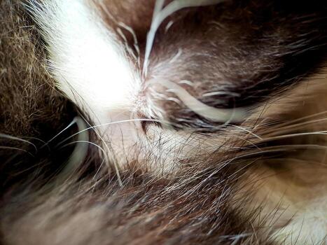 macro of a black and white cat relaxing on the terrace of the house, the texture of the cat's fur is soft and beautiful. photo