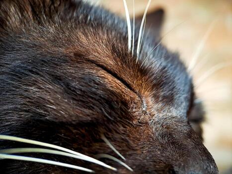 macro of a black and white cat relaxing on the terrace of the house, the texture of the cat's fur is soft and beautiful. photo
