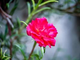 La rosa verdolaga o portulaca grandiflora rose moss es una planta ornamental perteneciente a la familia de las portulacaceae originaria de América del Sur. la planta también se llama la flor de las nueve en punto foto