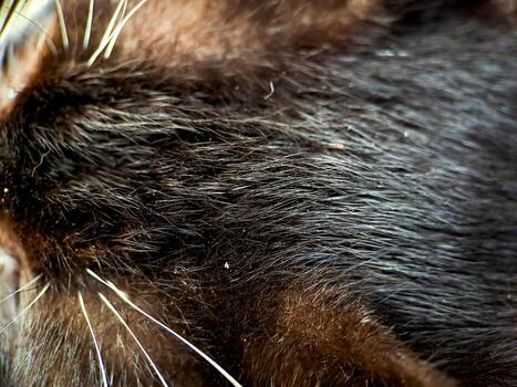 macro of a black and white cat relaxing on the terrace of the house, the texture of the cat's fur is soft and beautiful. photo